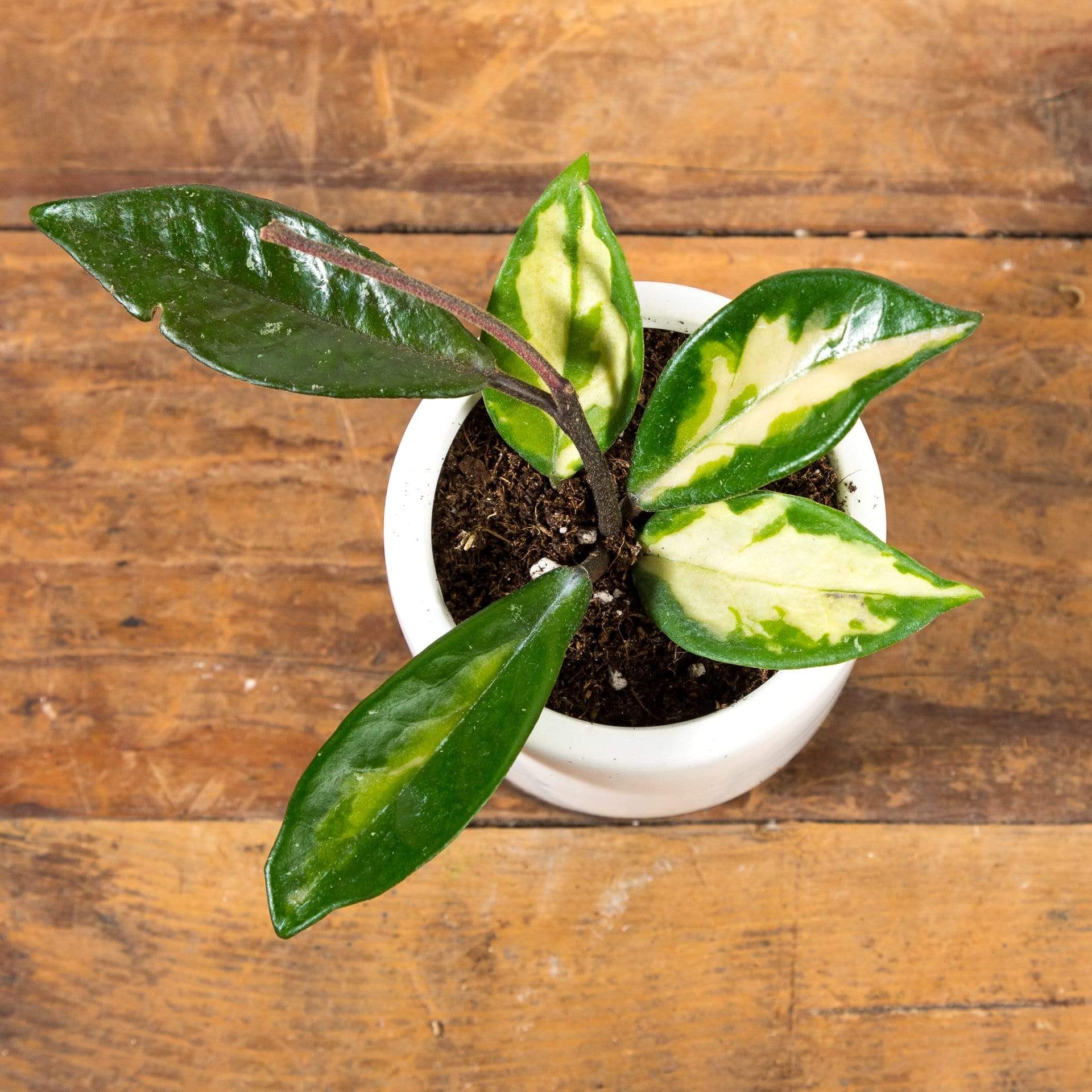 Hoya 'Krimson Princess' - Urban Sprouts