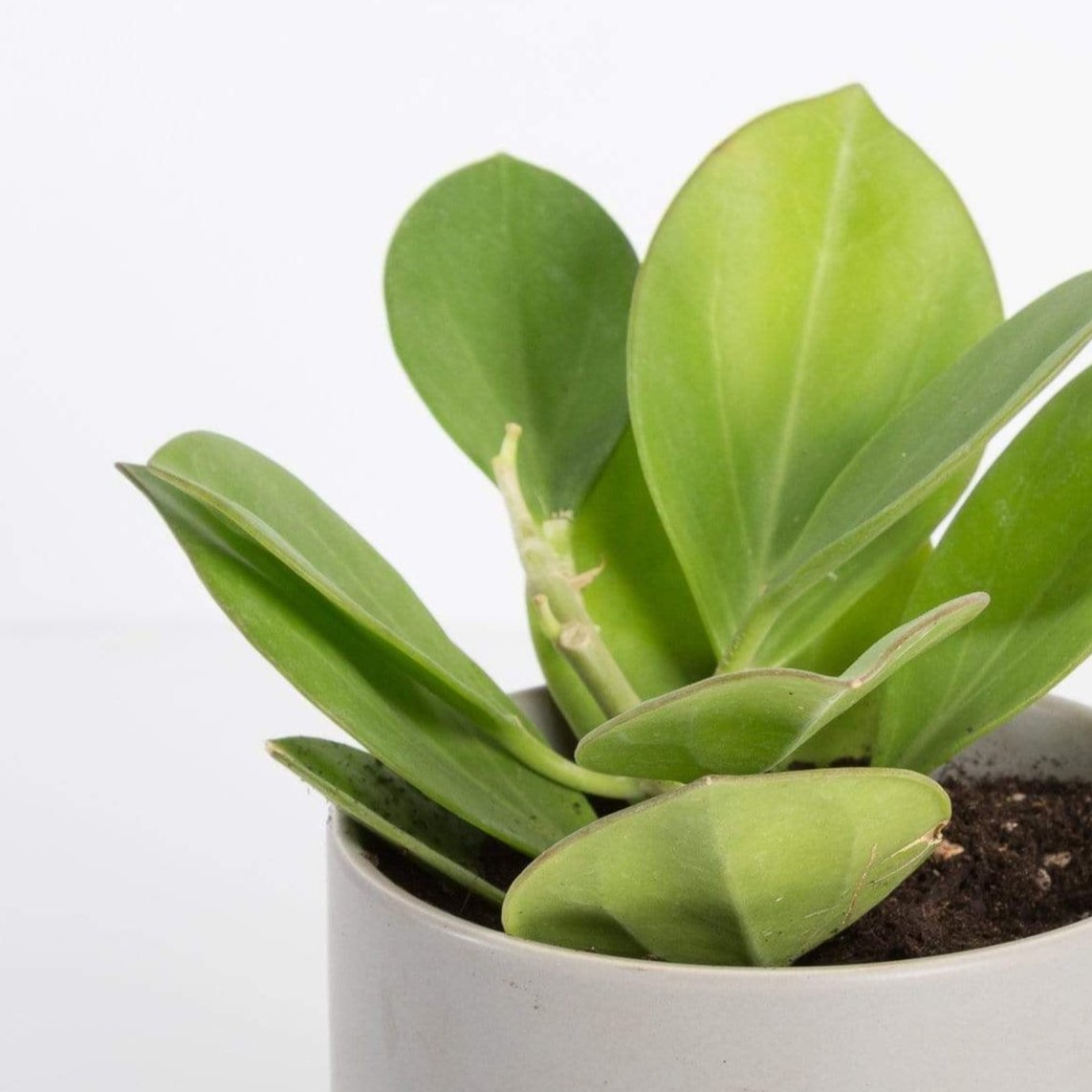 Urban Sprouts Plant 4" in nursery pot Hoya 'Pachyclada'