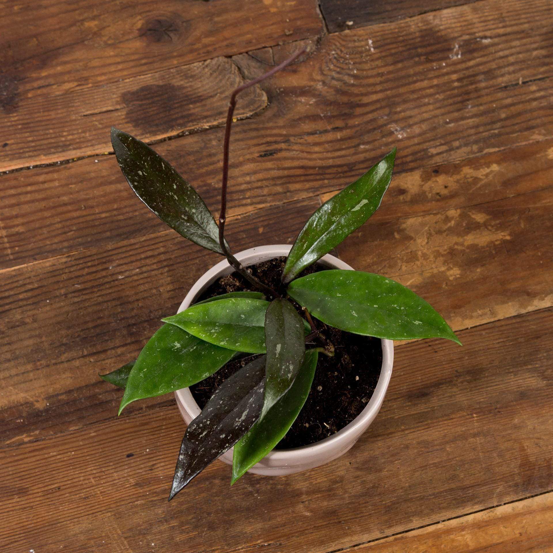 Urban Sprouts Hoya Pubicalyx