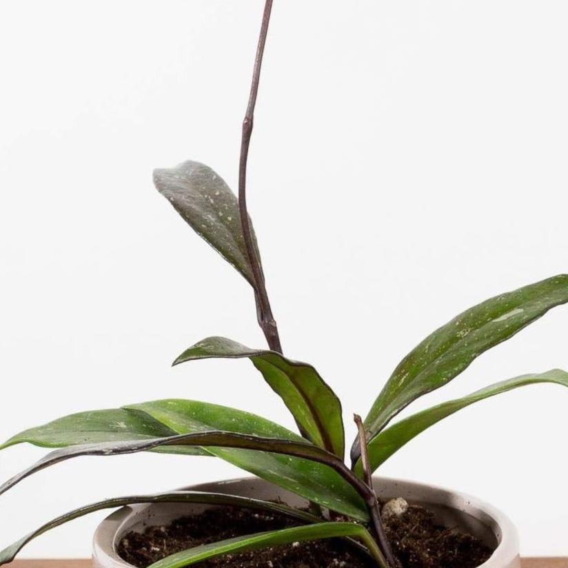 Urban Sprouts Hoya Pubicalyx - Thumbnail 2