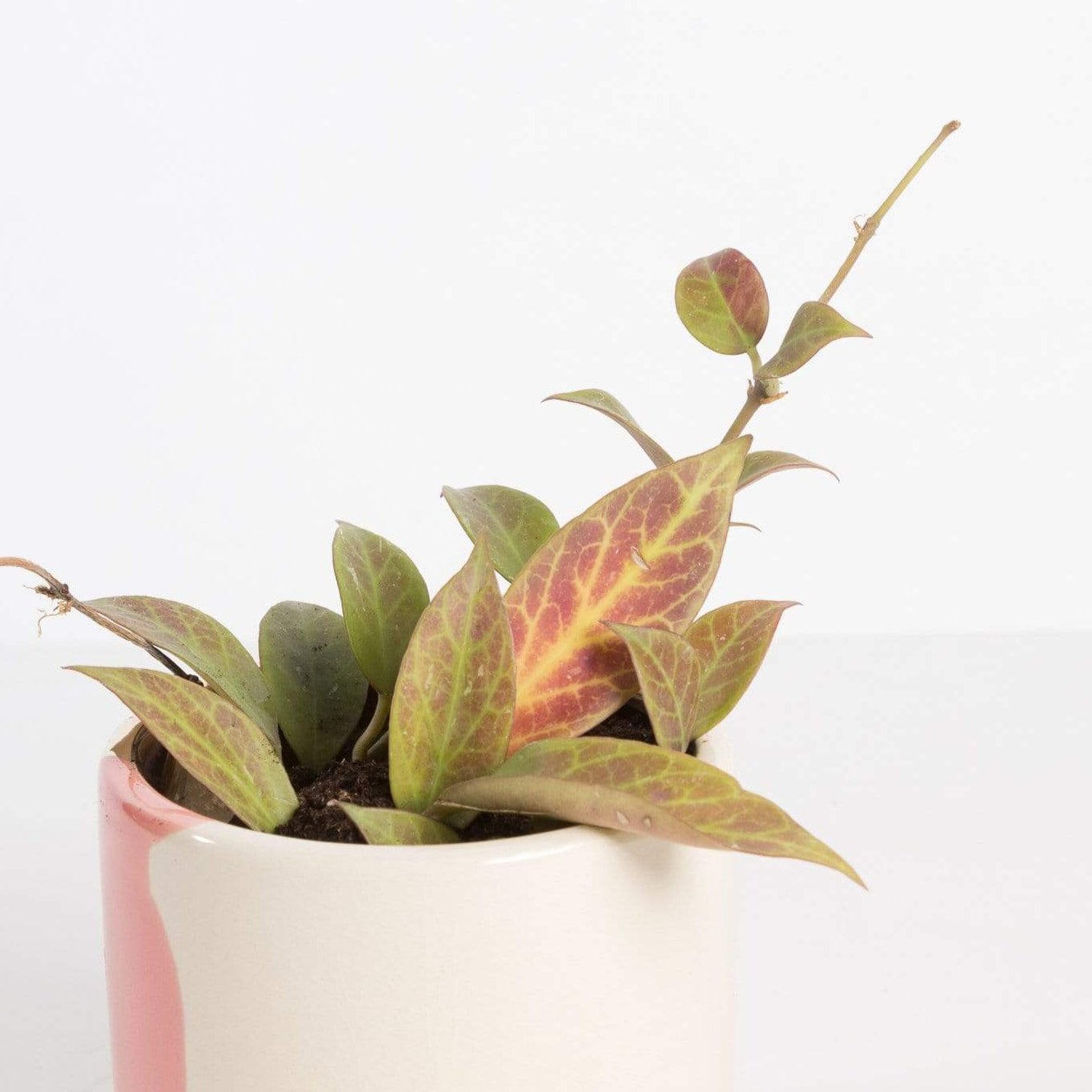 Urban Sprouts Plant 4" in nursery pot Hoya 'Sunrise'