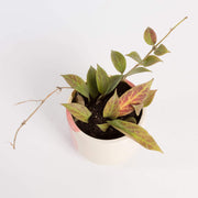 Urban Sprouts Plant 4" in nursery pot Hoya 'Sunrise'