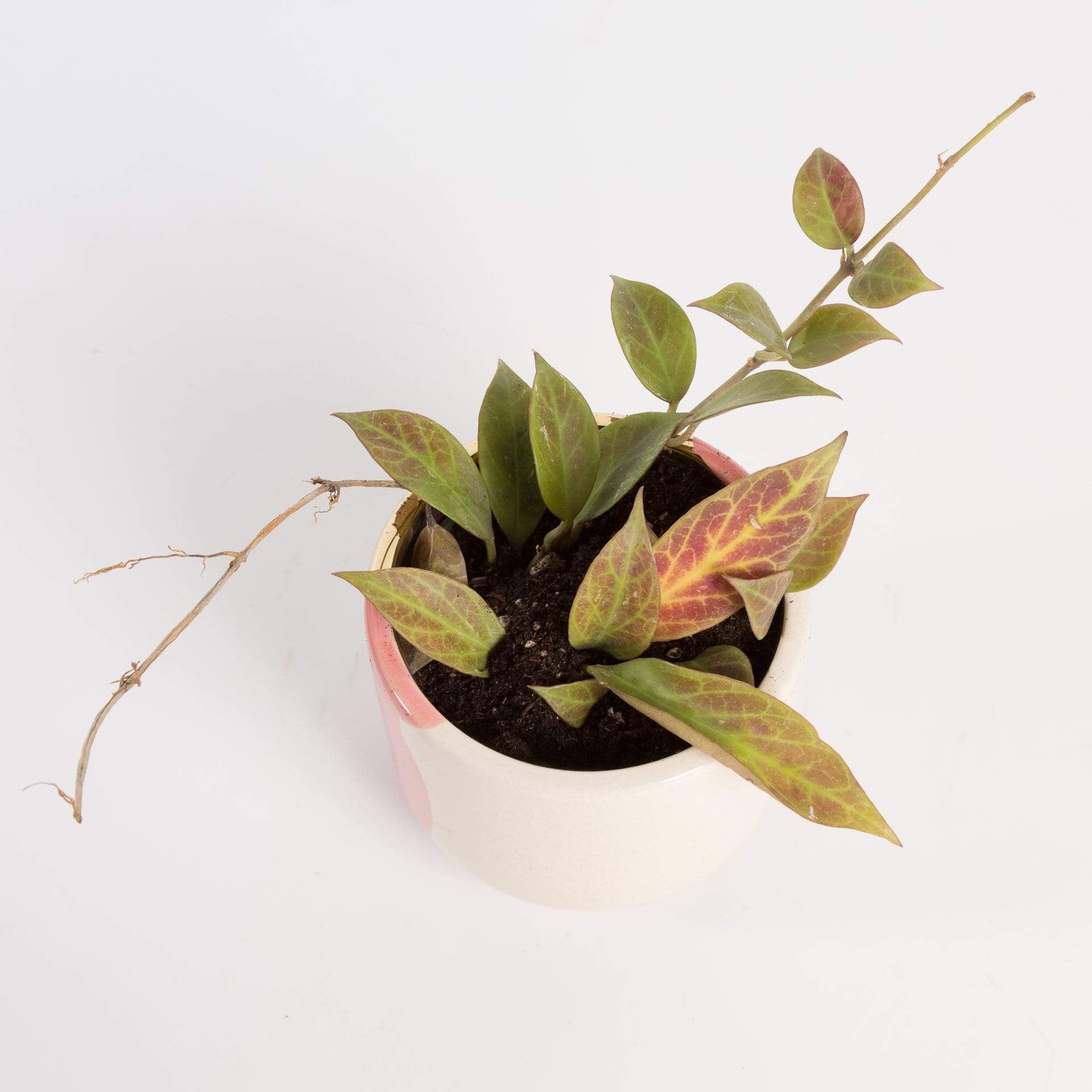 Urban Sprouts Plant 4" in nursery pot Hoya 'Sunrise'