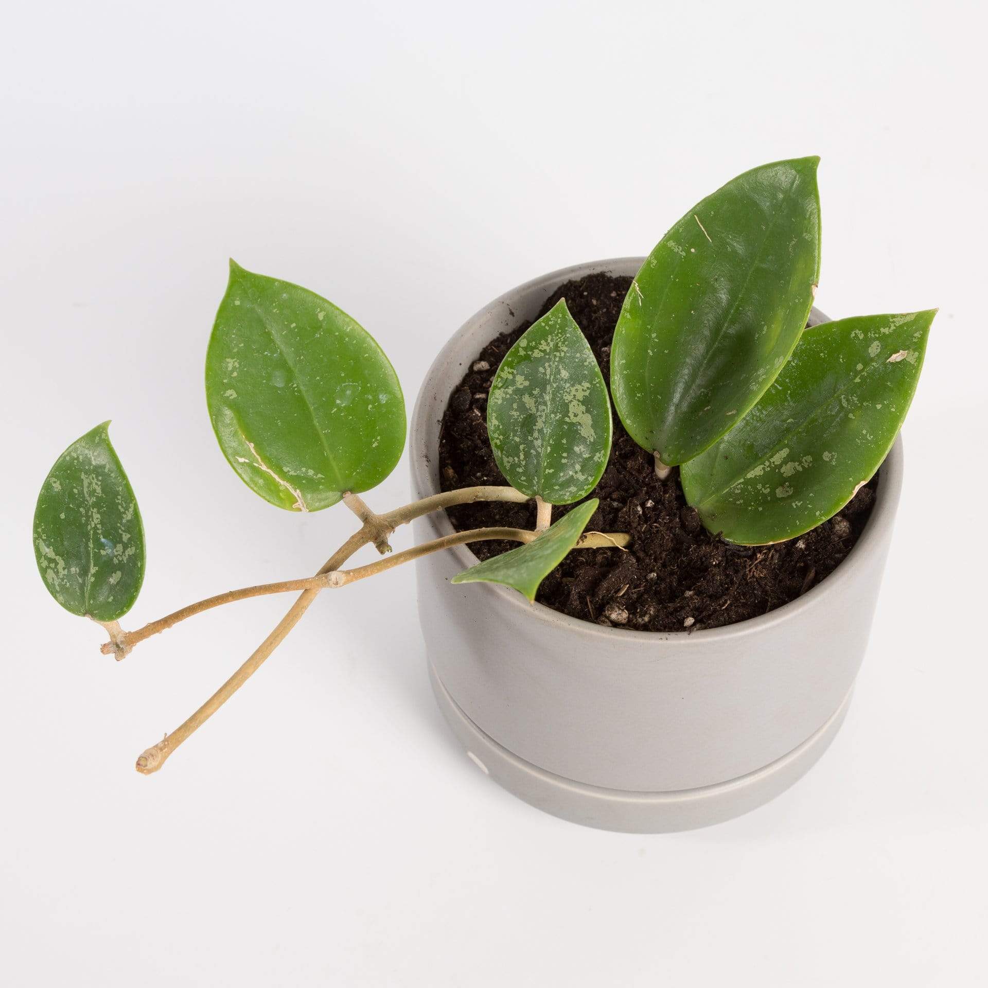 Urban Sprouts Plant 4" in nursery pot Hoya 'Verticillata Splash'