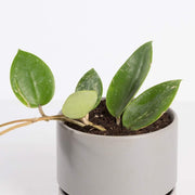 Urban Sprouts Plant 4" in nursery pot Hoya 'Verticillata Splash'