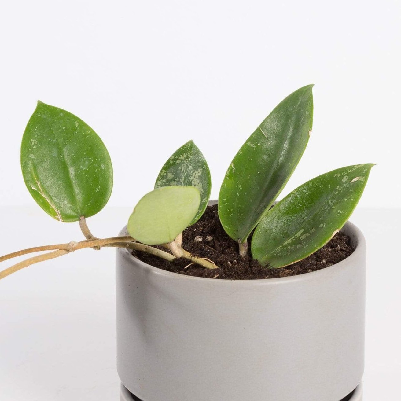 Urban Sprouts Plant 4" in nursery pot Hoya 'Verticillata Splash'