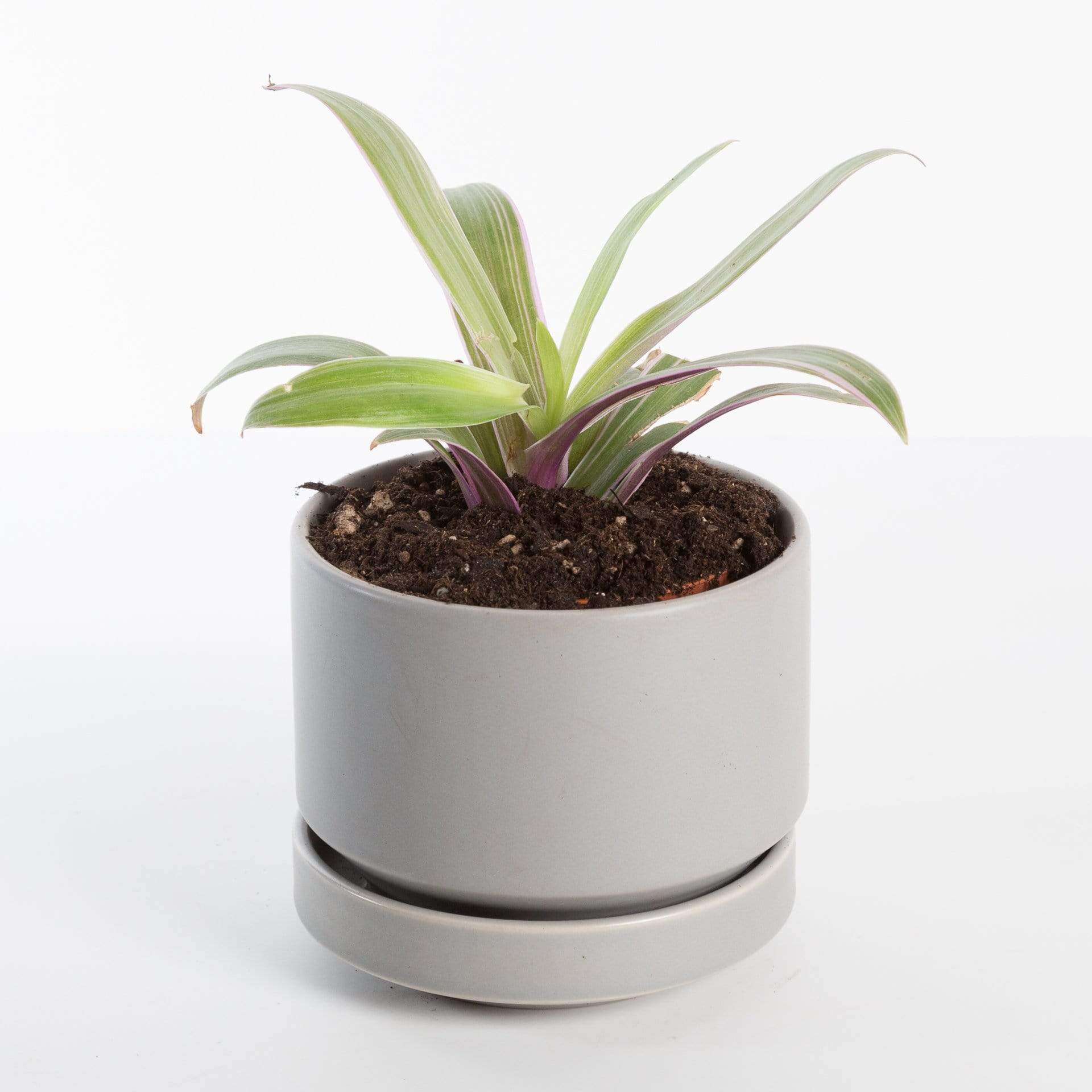 Urban Sprouts Plant 4" in nursery pot Moses In A Basket 'Vittata'