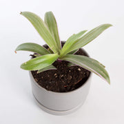 Urban Sprouts Plant 4" in nursery pot Moses In A Basket 'Vittata'