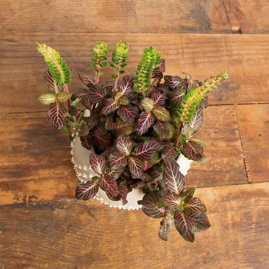 Nerve Plant 'Pink Angel' - Urban Sprouts