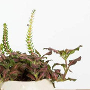 Nerve Plant 'Pink Angel' - Urban Sprouts