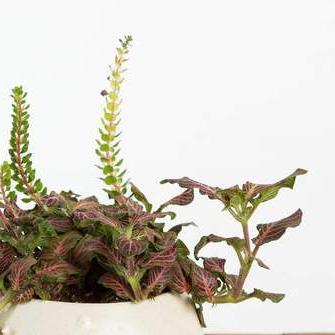 Nerve Plant 'Pink Angel' - Urban Sprouts