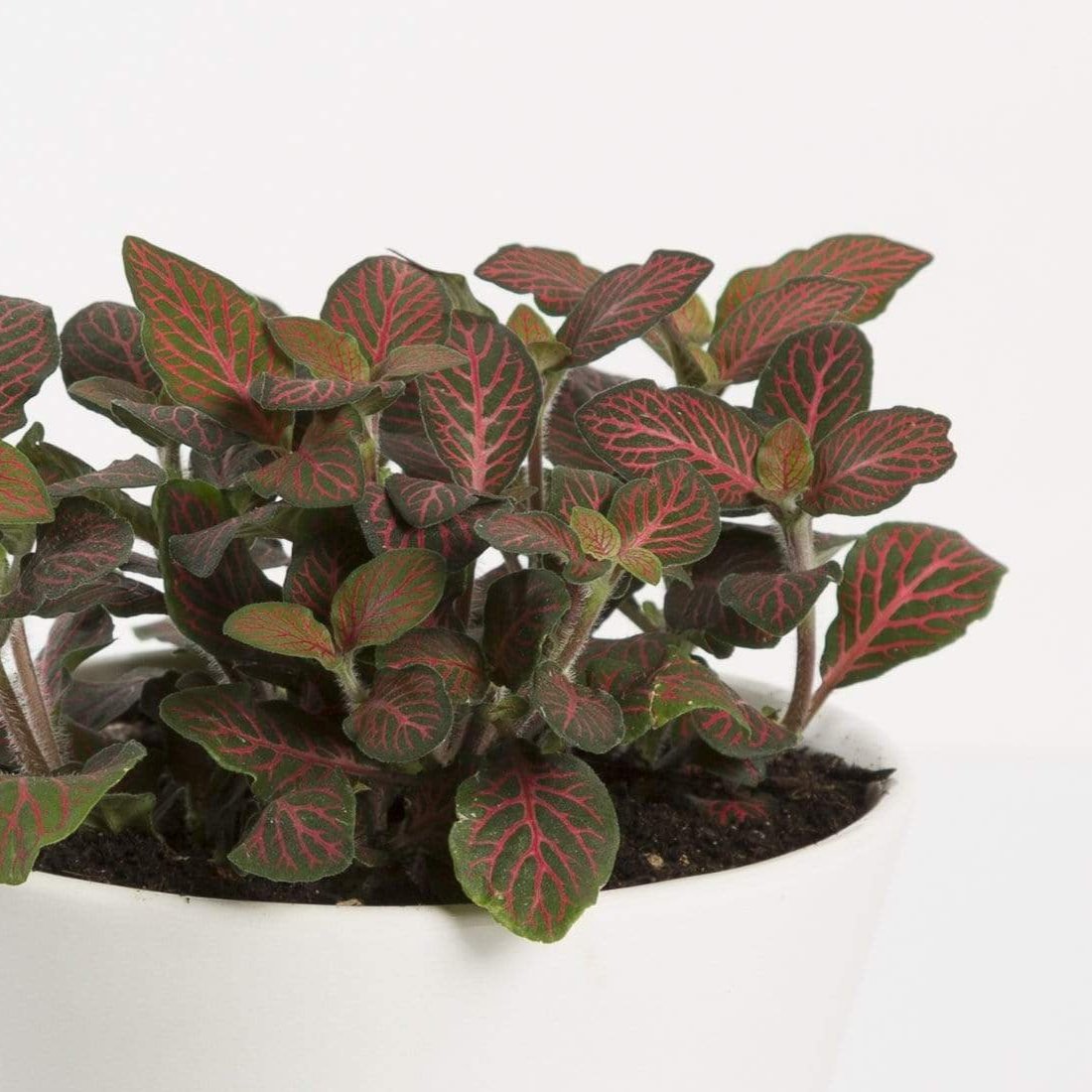 Nerve Plant 'Red Vein' - Urban Sprouts