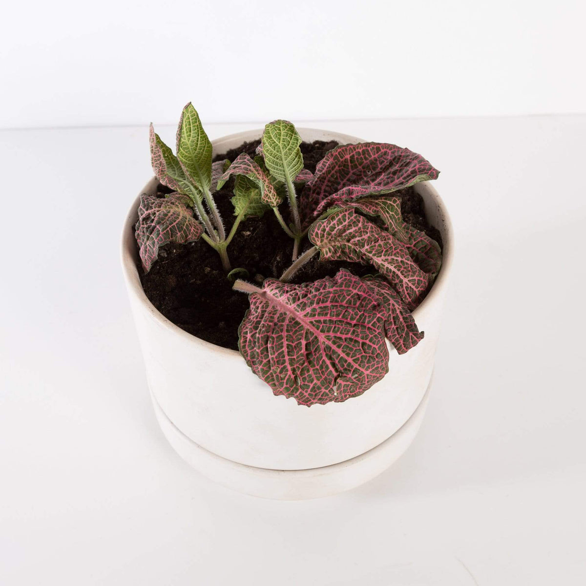 Urban Sprouts Plant Nerve Plant 'Rosa'