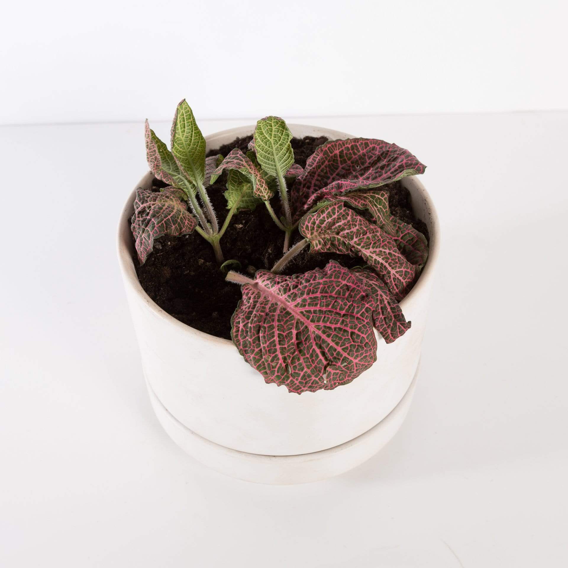 Urban Sprouts Plant Nerve Plant 'Rosa'