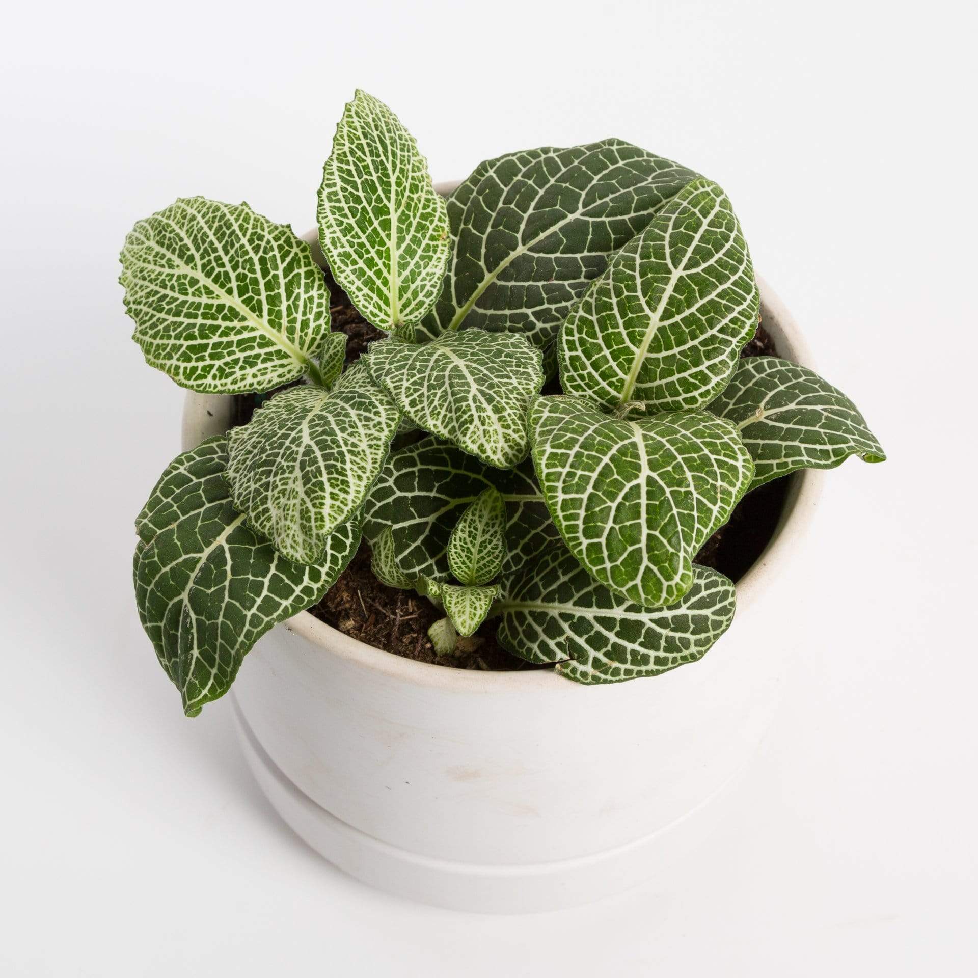 Urban Sprouts Plant Nerve Plant 'Silver Vein'