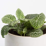 Urban Sprouts Plant Nerve Plant 'Silver Vein'