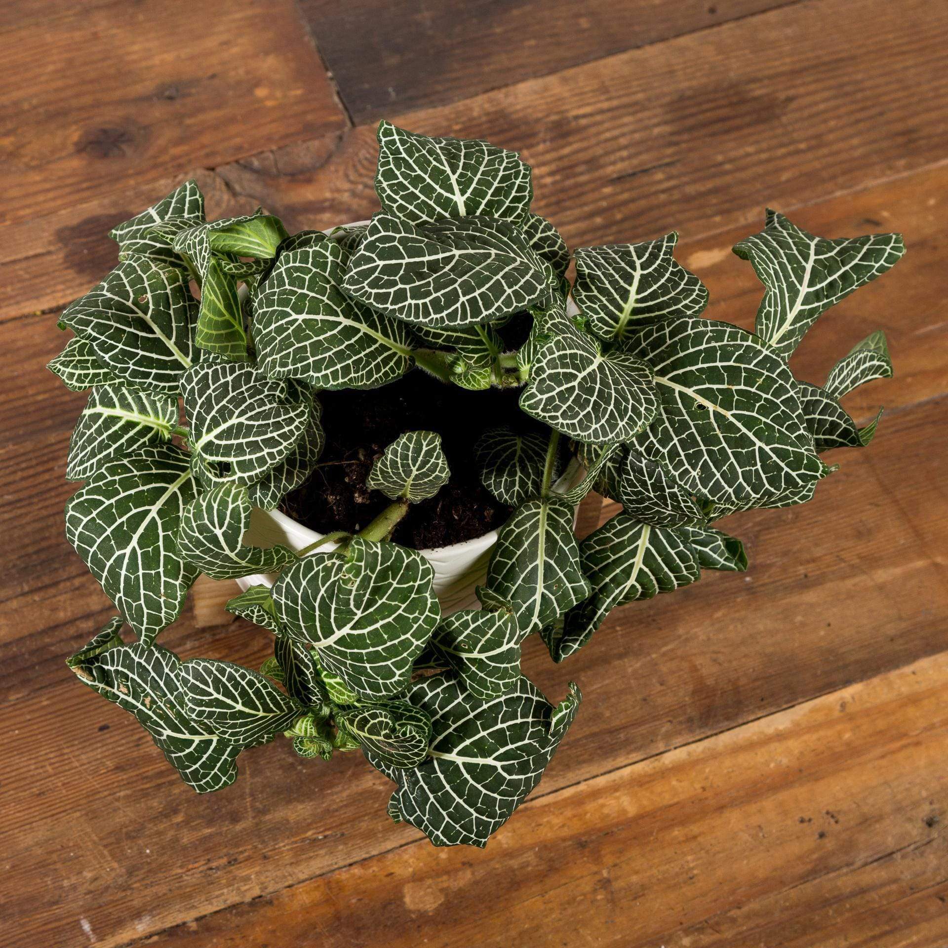 Nerve Plant 'White Mosaic' - Urban Sprouts