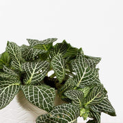 Nerve Plant 'White Mosaic' - Urban Sprouts