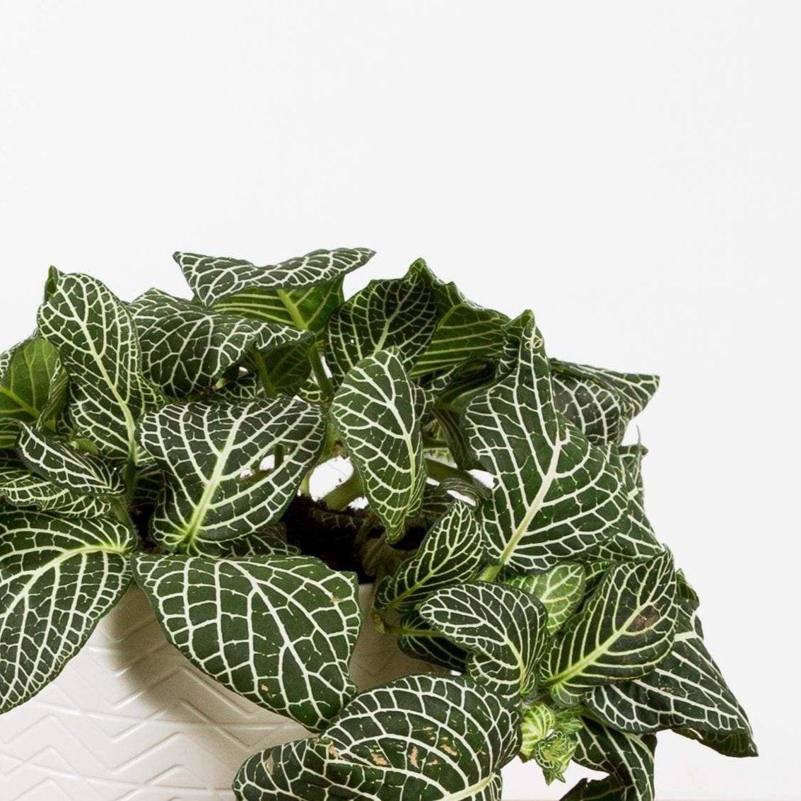 Nerve Plant 'White Mosaic' - Urban Sprouts