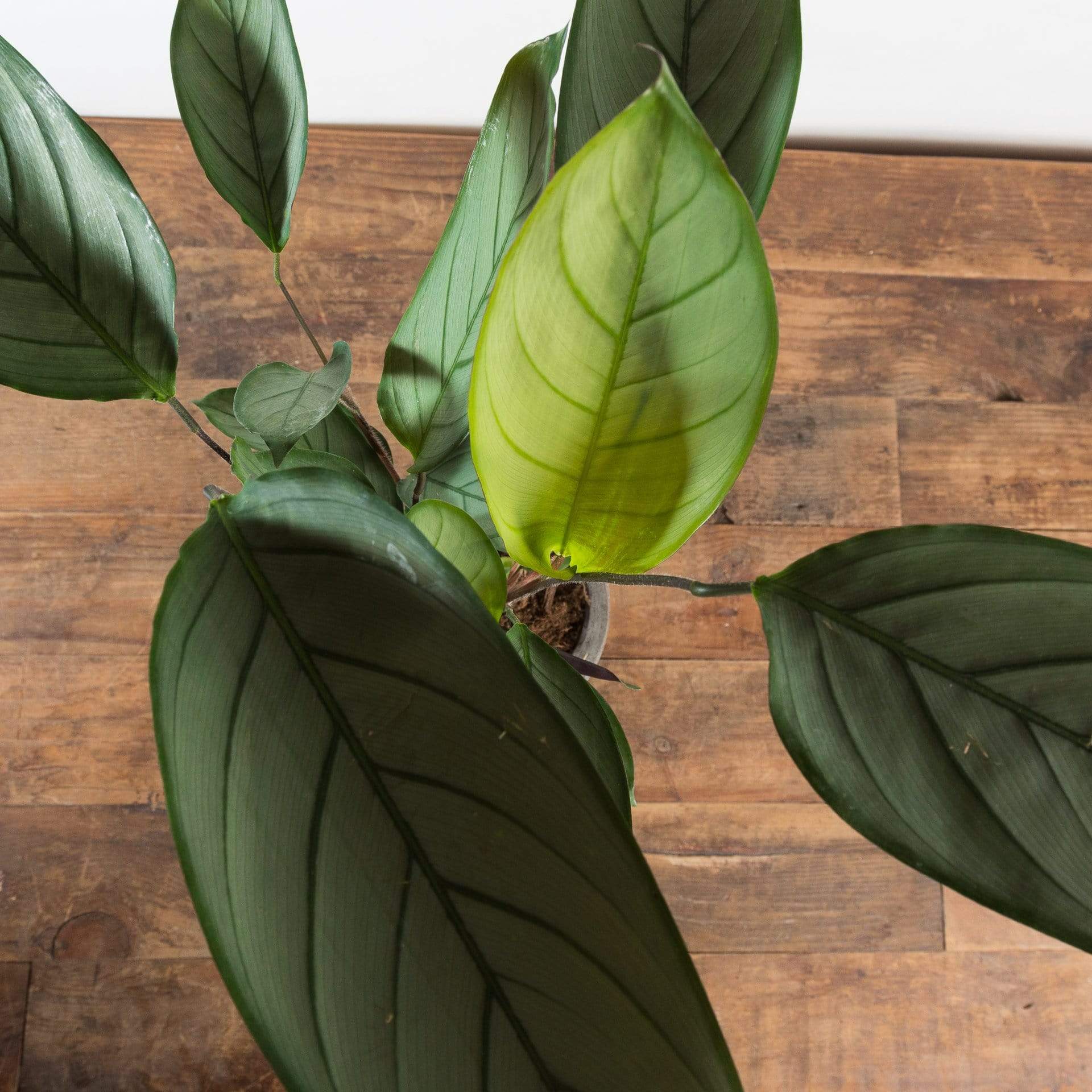 Urban Sprouts Plant Never Never 'Grey Star' Plant