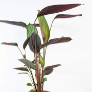 Urban Sprouts Plant Never Never 'Grey Star' Plant