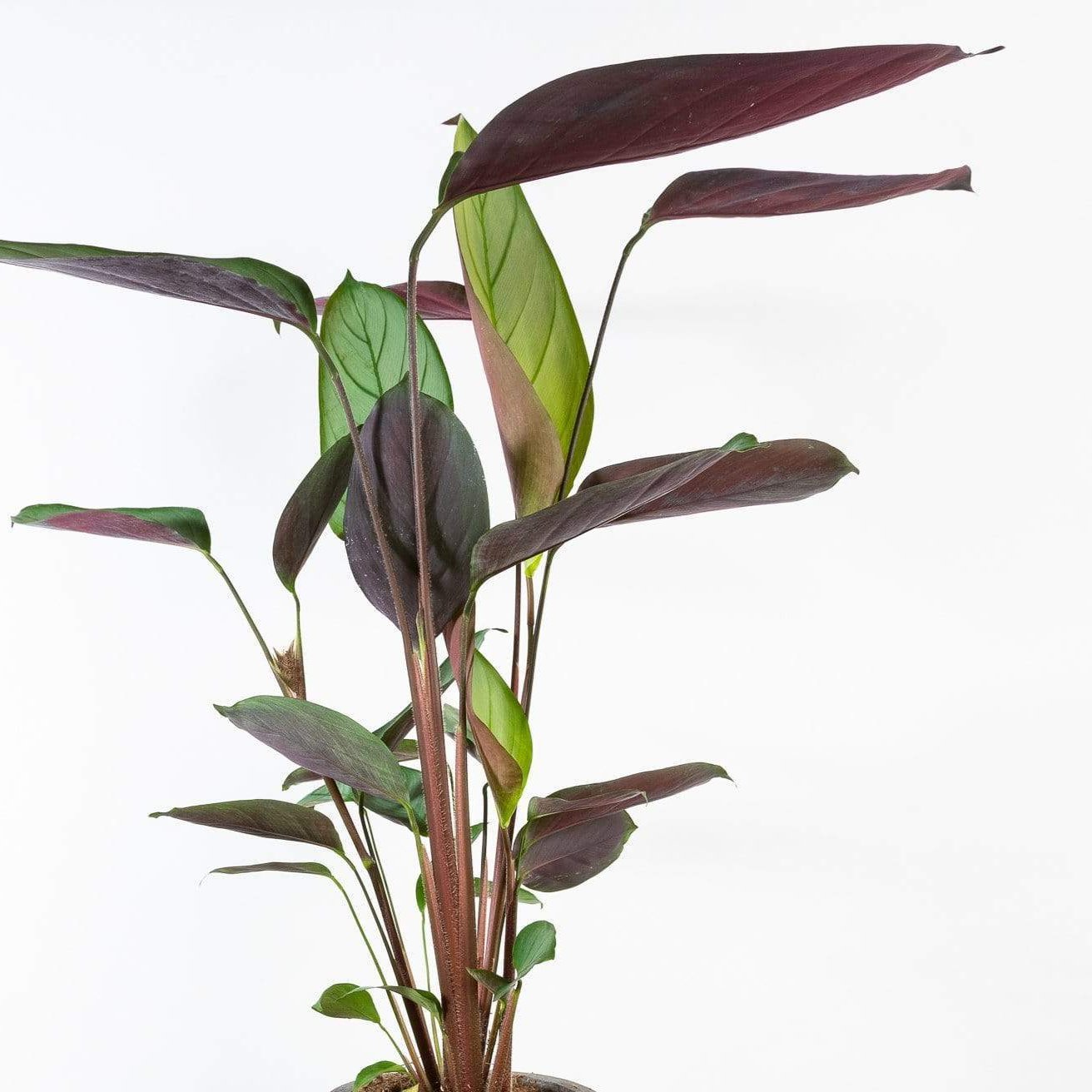 Urban Sprouts Plant Never Never 'Grey Star' Plant