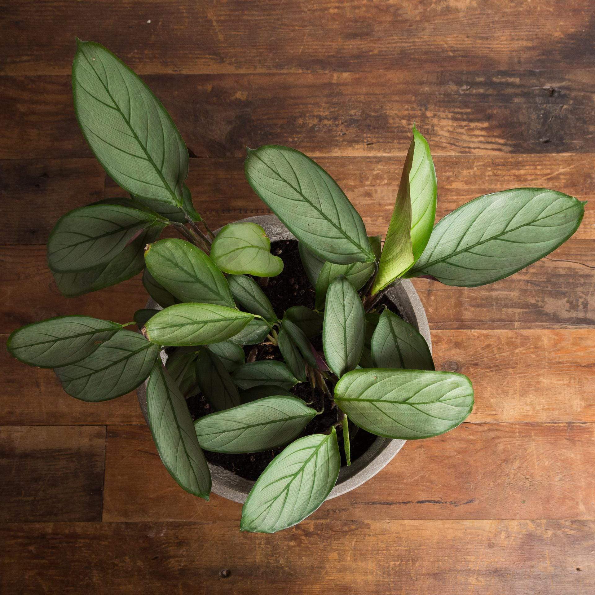 Urban Sprouts Plant 6" in nursery pot Never Never 'Grey Star' Plant