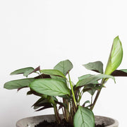 Urban Sprouts Plant Never Never 'Grey Star' Plant