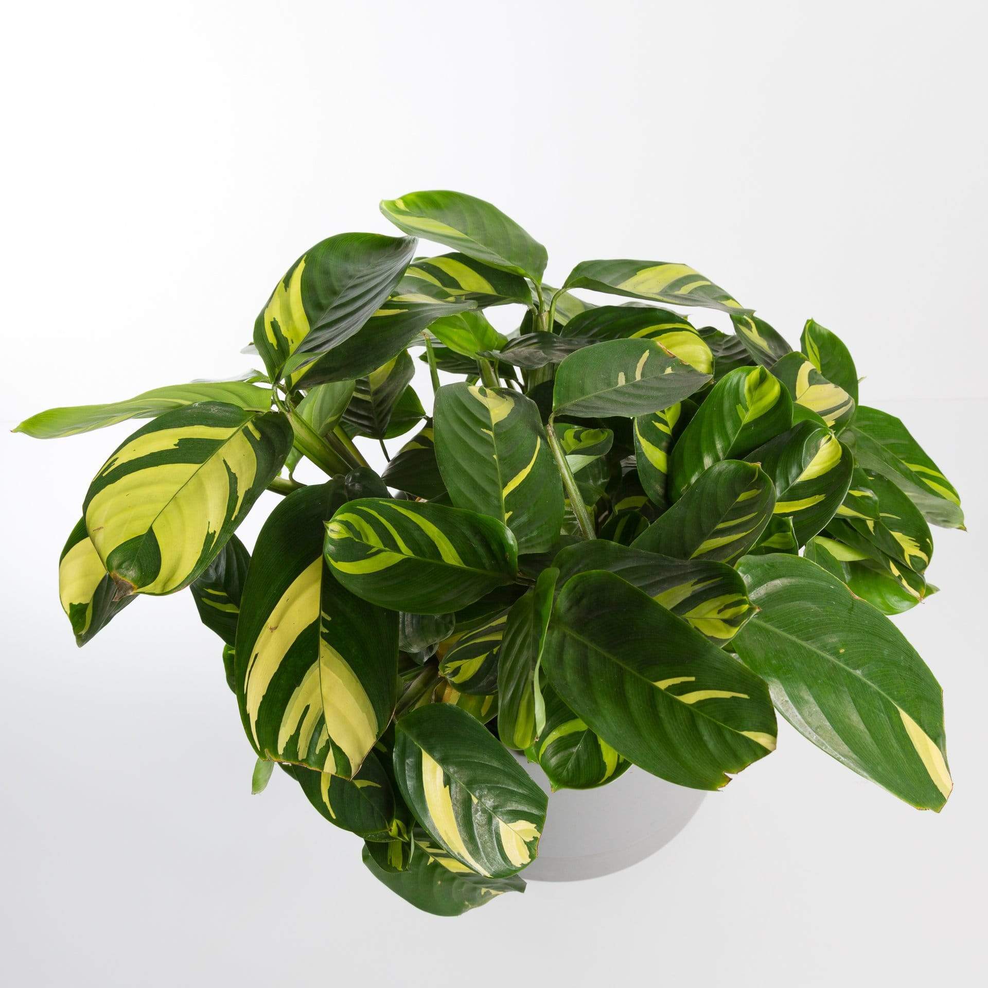 Urban Sprouts Plant Never Never Plant 'Variegated'