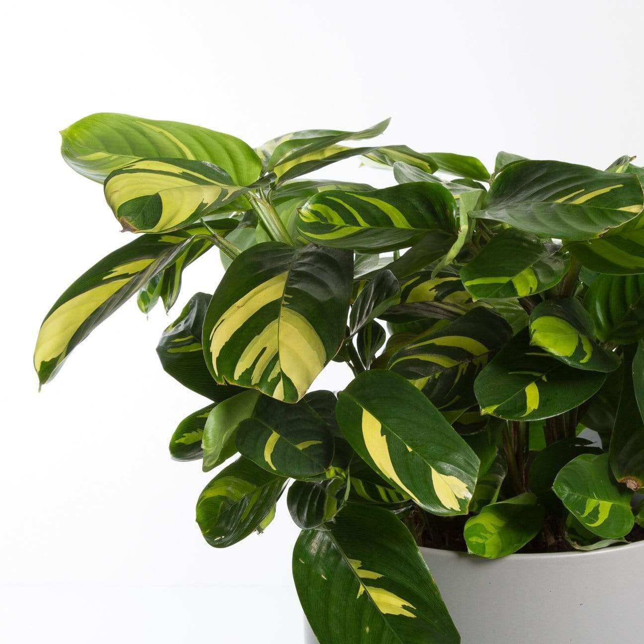 Urban Sprouts Plant 8" in nursery pot Never Never Plant 'Variegated'