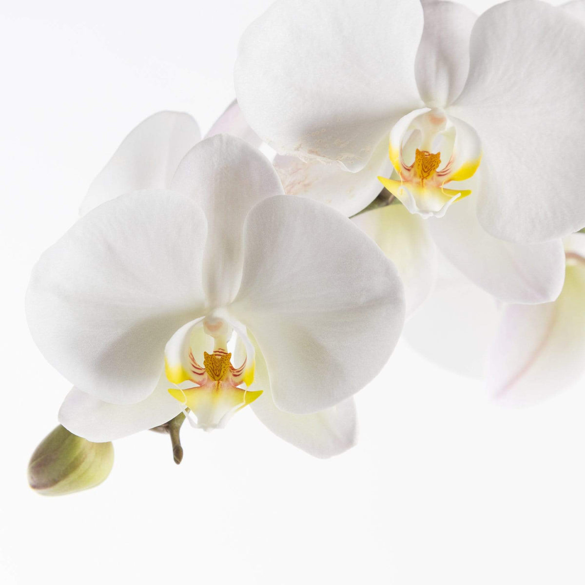 Urban Sprouts Plant 6" in nursery pot Orchid 'Moth - Phalaenopsis'