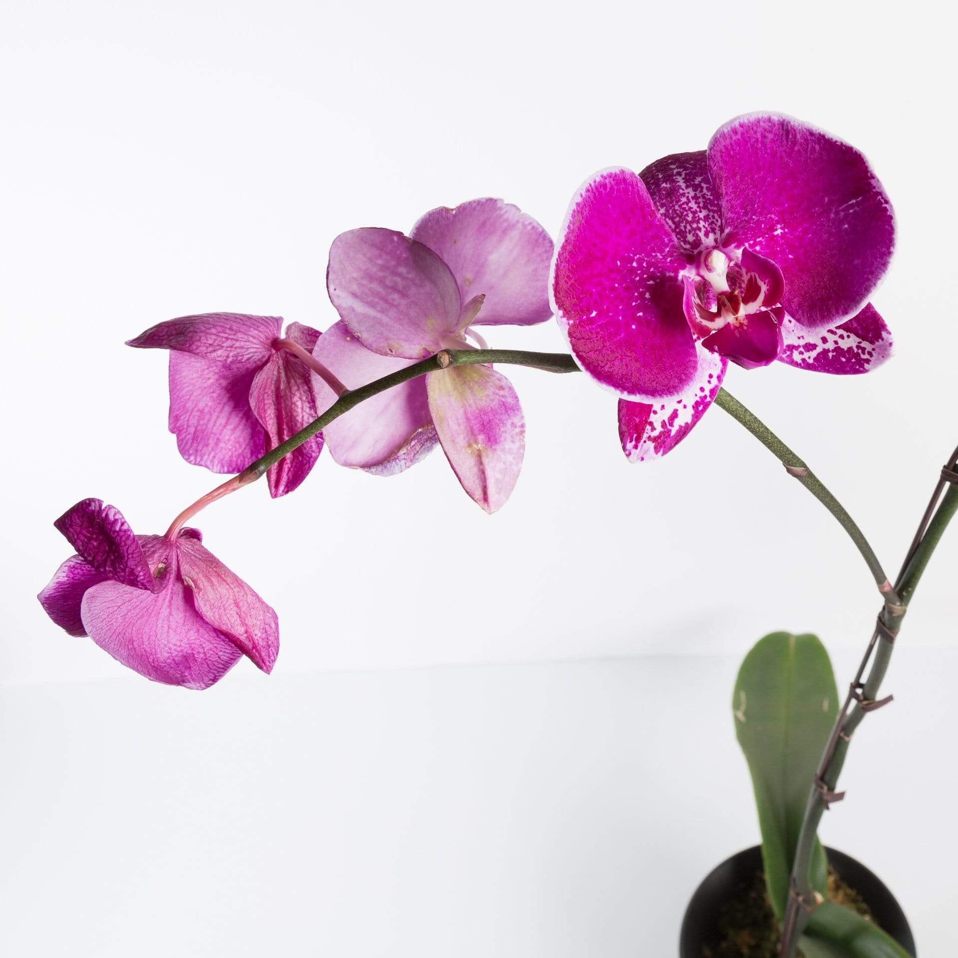 Urban Sprouts Plant 6" in nursery pot Orchid 'Moth - Phalaenopsis'