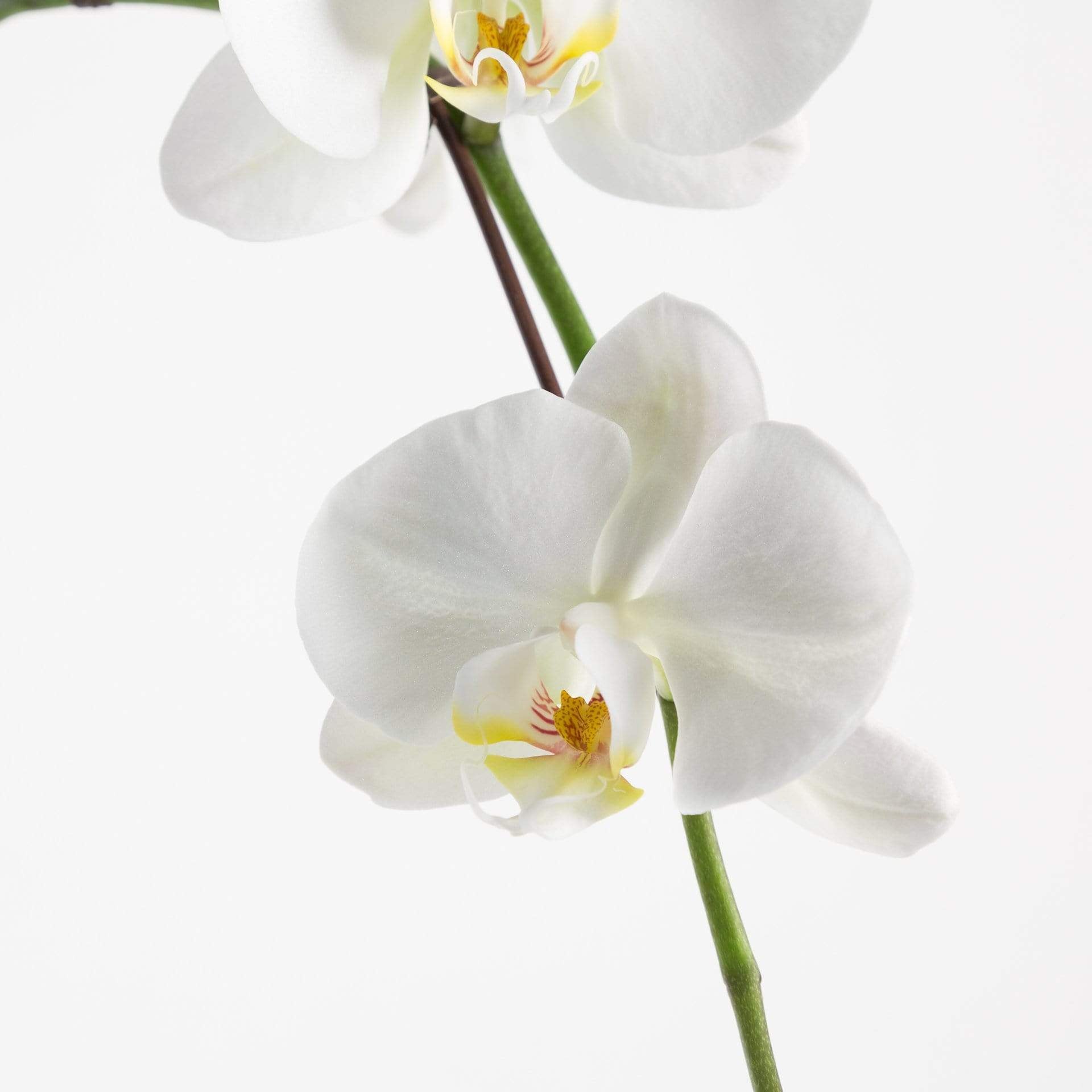 Urban Sprouts Plant 6" in nursery pot Orchid 'Moth - Phalaenopsis'