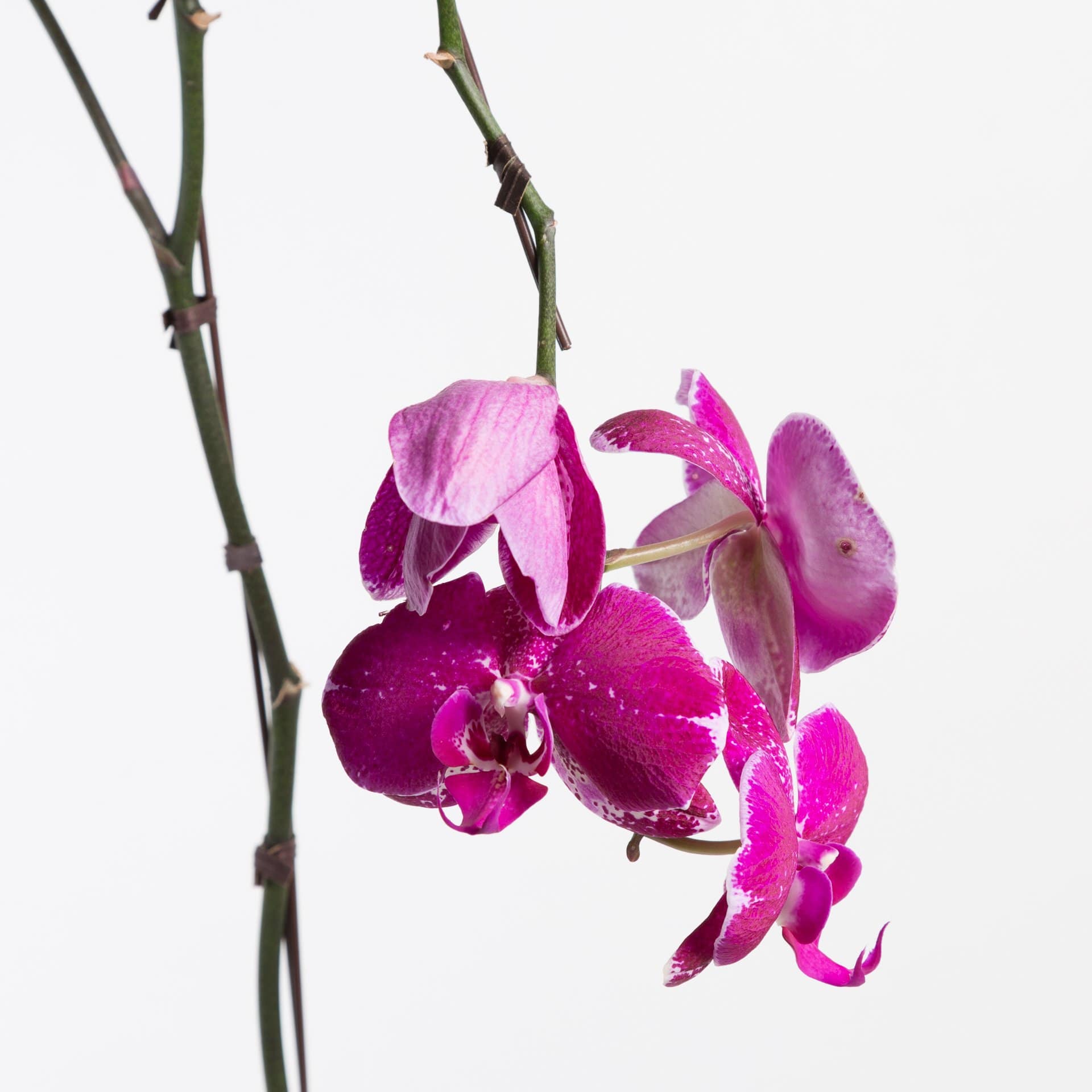 Urban Sprouts Plant 6" in nursery pot Orchid 'Moth - Phalaenopsis'
