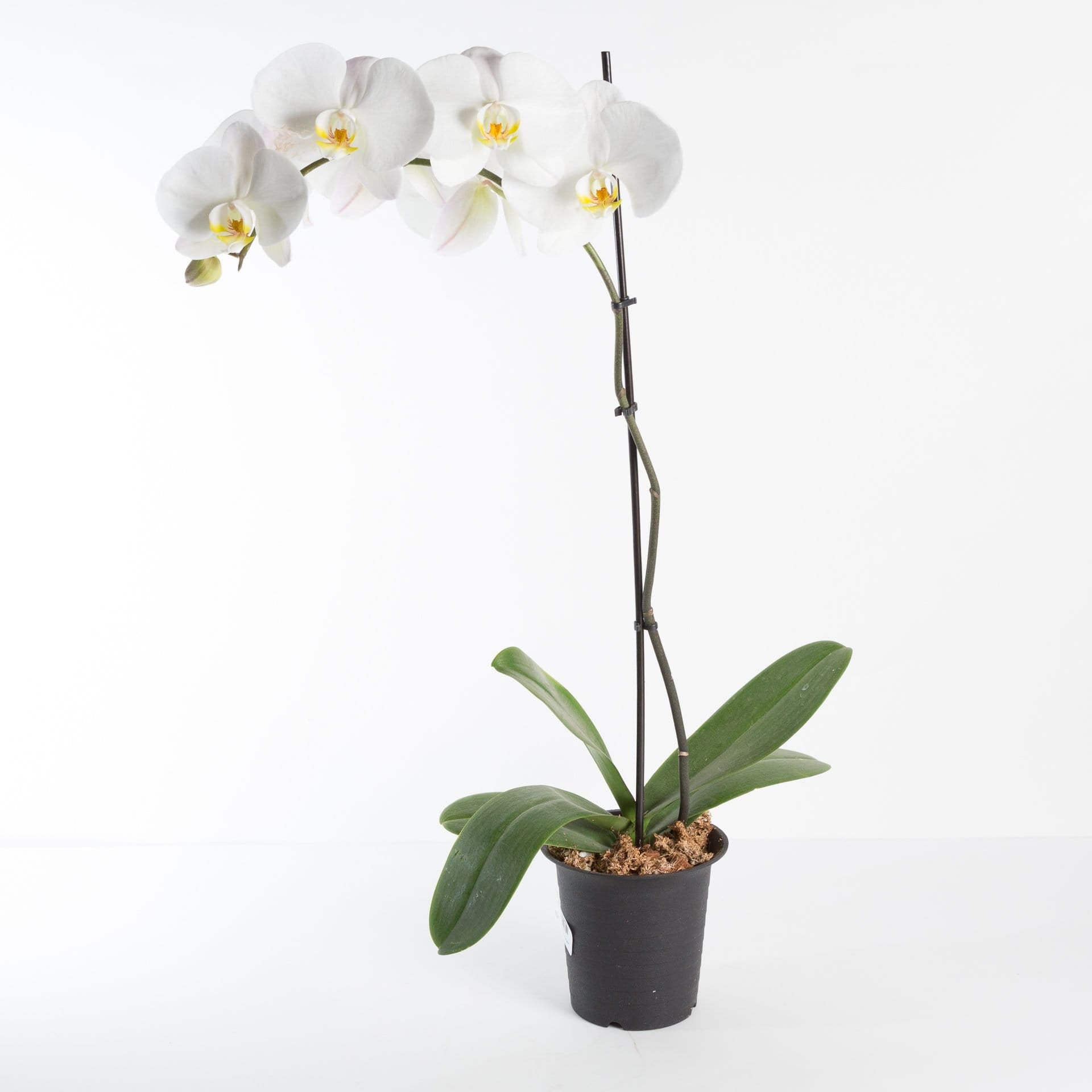 Urban Sprouts Plant 6" in nursery pot Orchid 'Moth - Phalaenopsis'