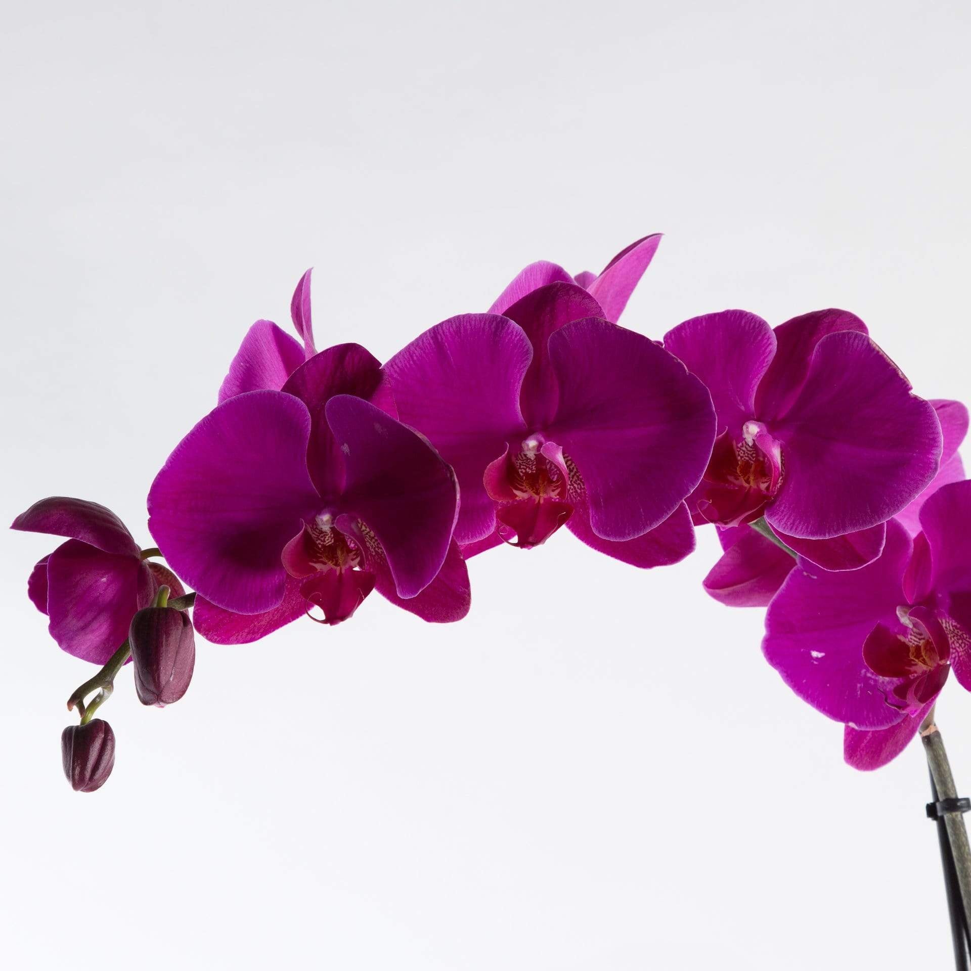 Urban Sprouts Plant 6" in nursery pot Orchid 'Moth - Phalaenopsis'