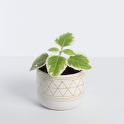 Urban Sprouts Plant 4" in nursery pot Oregano 'Cuban - Variegated'