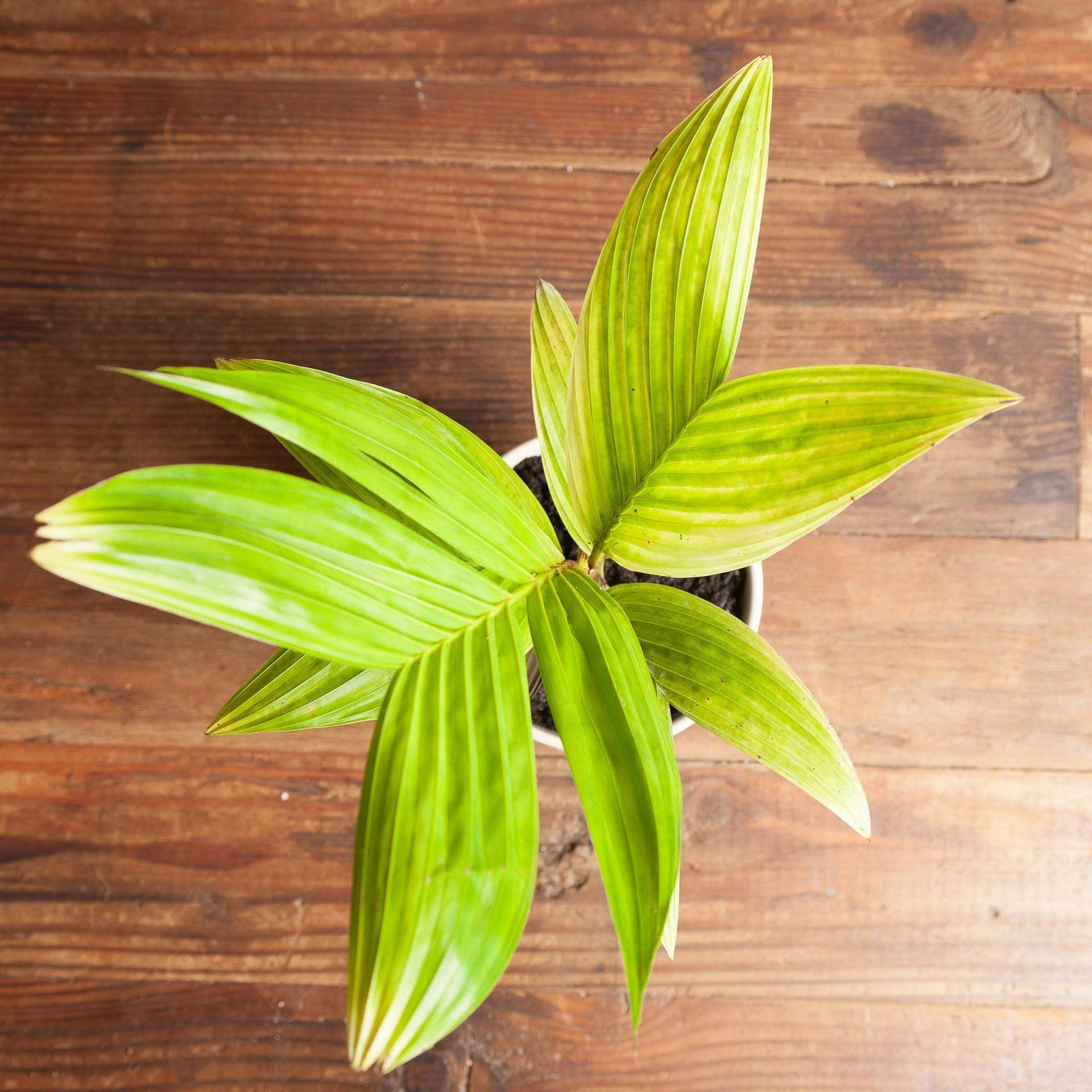 Palm 'Ivory Cane' - Urban Sprouts