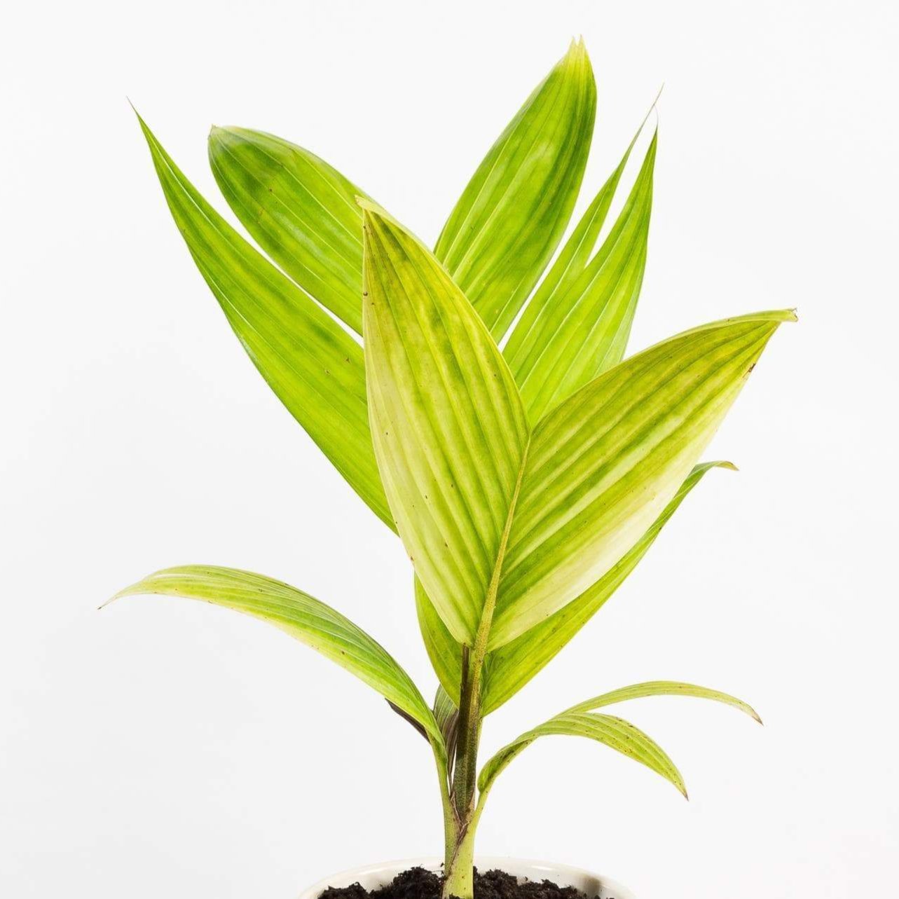 Palm 'Ivory Cane' - Urban Sprouts