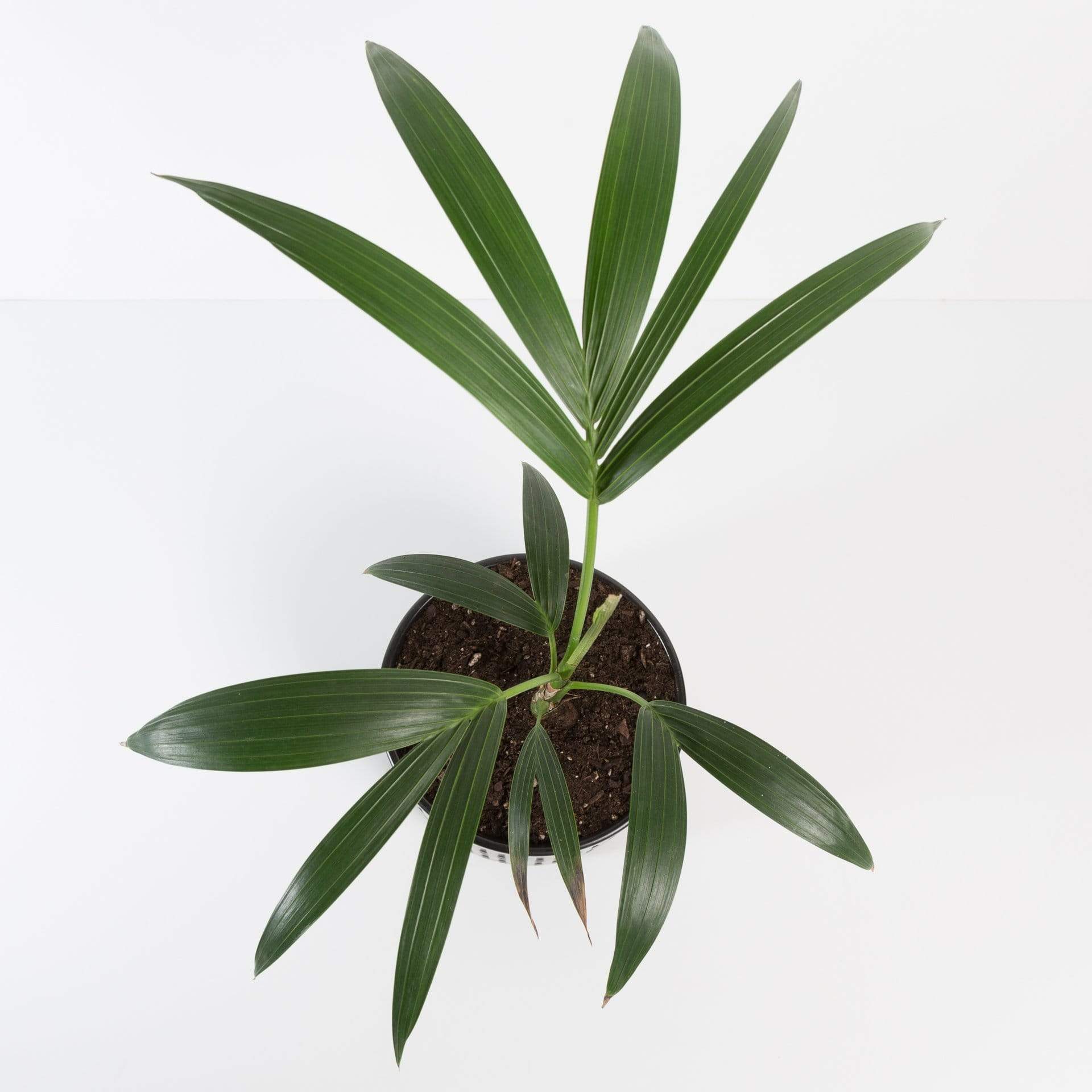 Urban Sprouts Plant Palm 'Kentia'