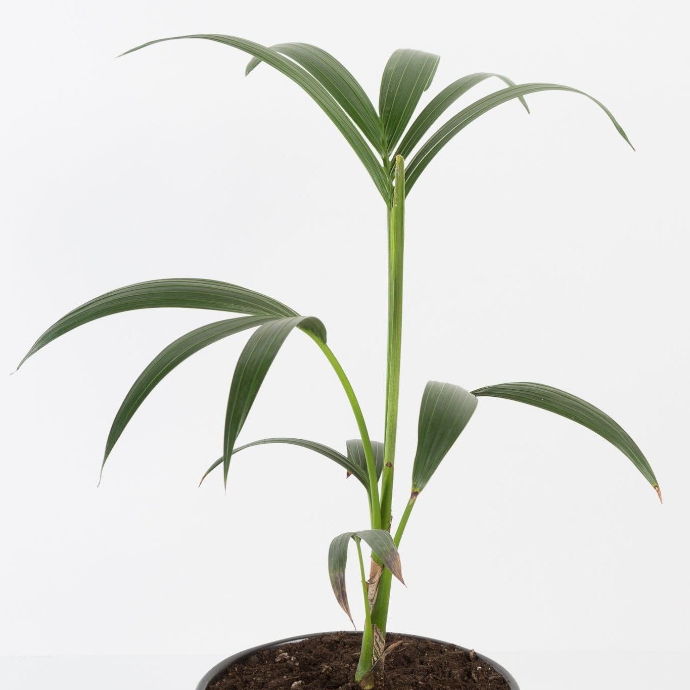 Urban Sprouts Plant Palm 'Kentia'