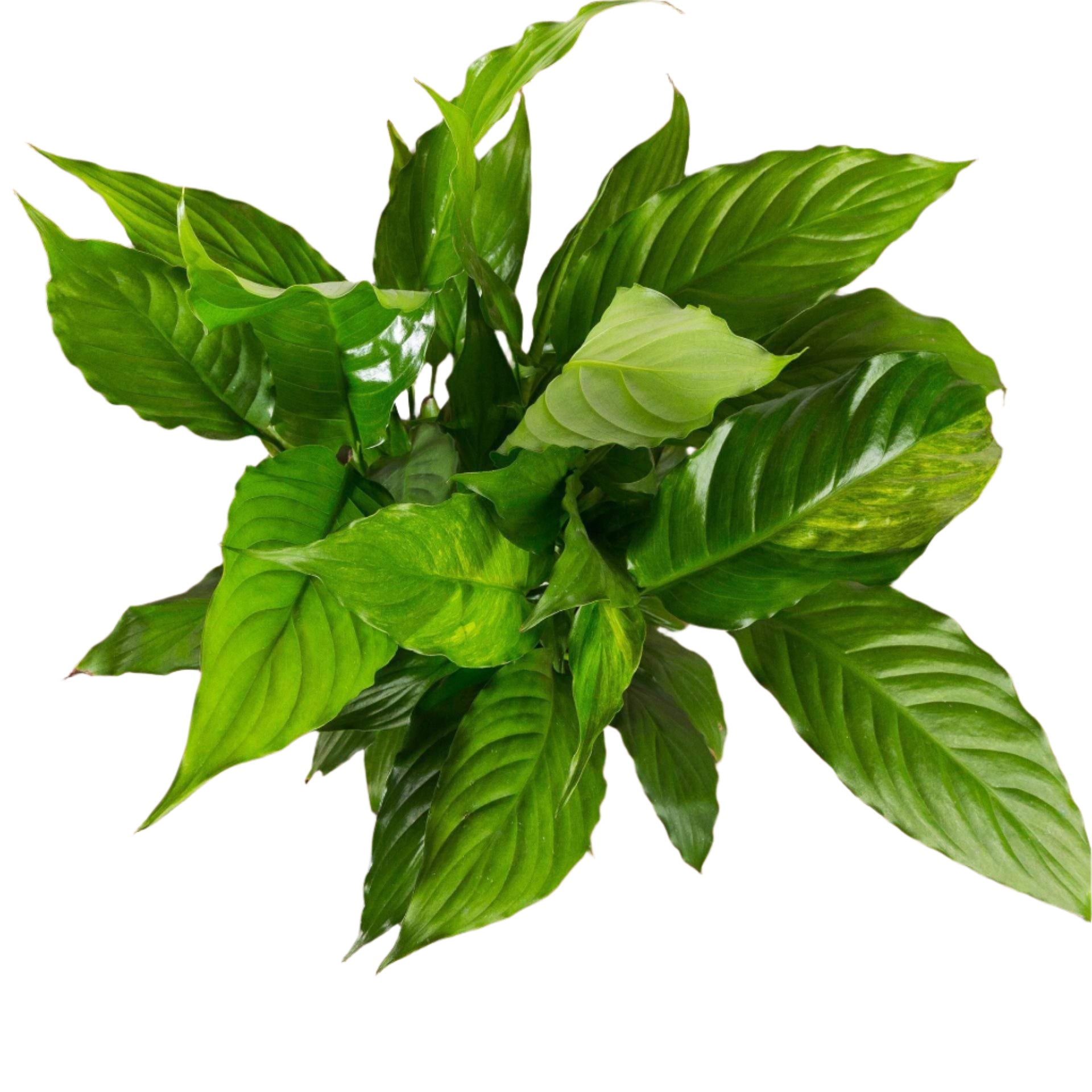 peace lily sprouts Peace Lily 'Alpha' 6"
