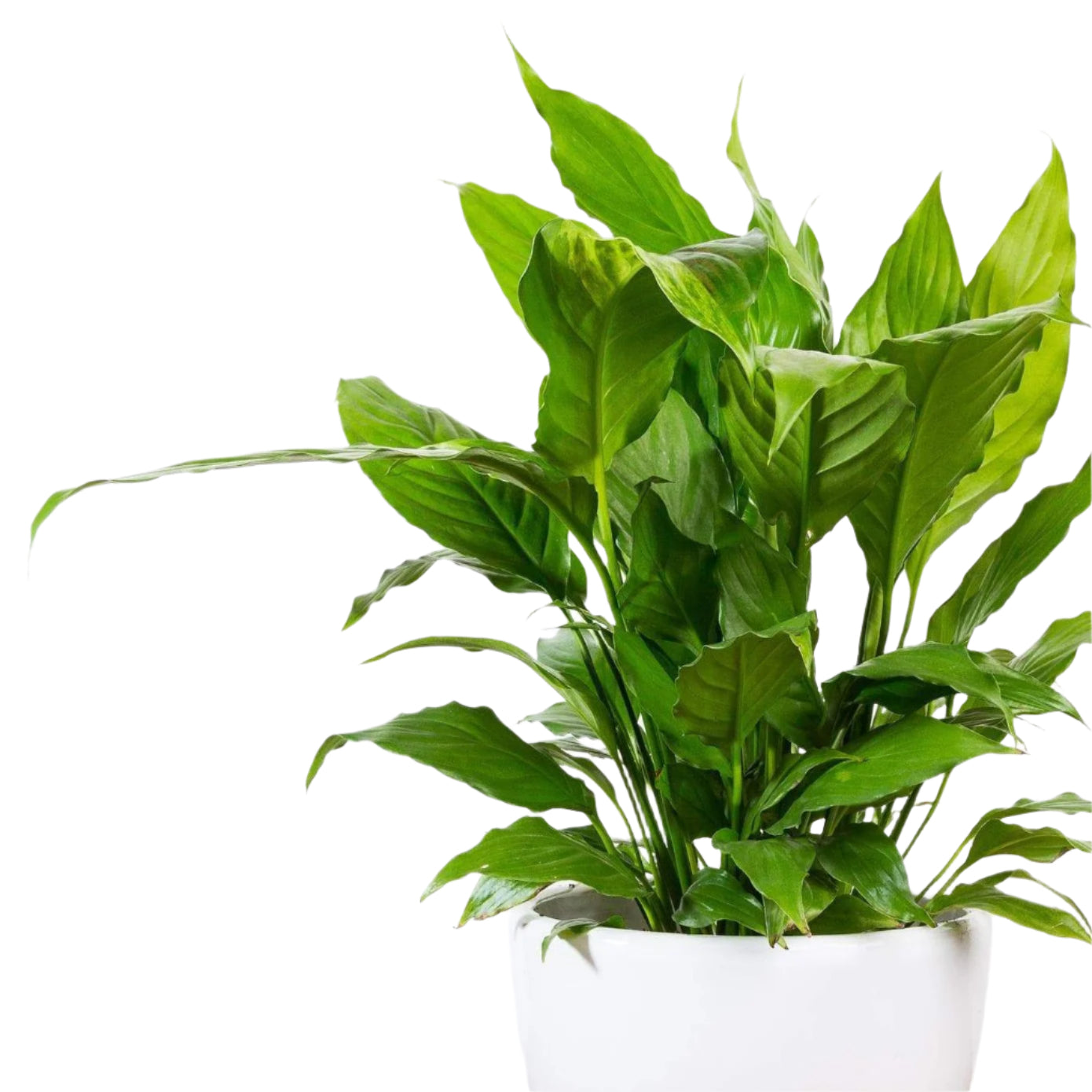 Peace Lily 'Alpha' - Urban Sprouts