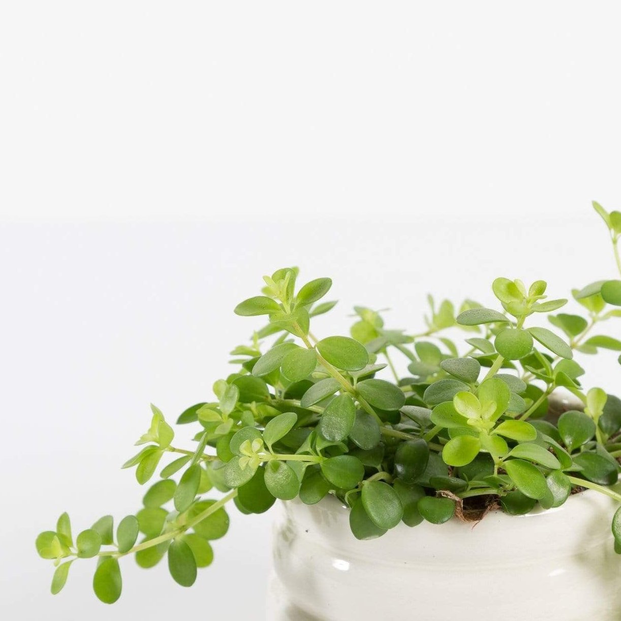 Urban Sprouts Plant 4" in nursery pot Peperomia 'Acorn'