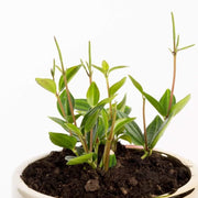 Urban Sprouts Plant 4" in nursery pot Peperomia 'Angulata'