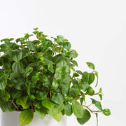 Urban Sprouts Plant Peperomia 'Cypress'