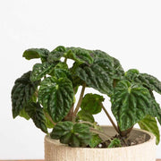 Peperomia 'Emerald Ripple' - Urban Sprouts
