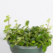 Urban Sprouts Plant 6" in nursery pot Peperomia 'Jitterbug'