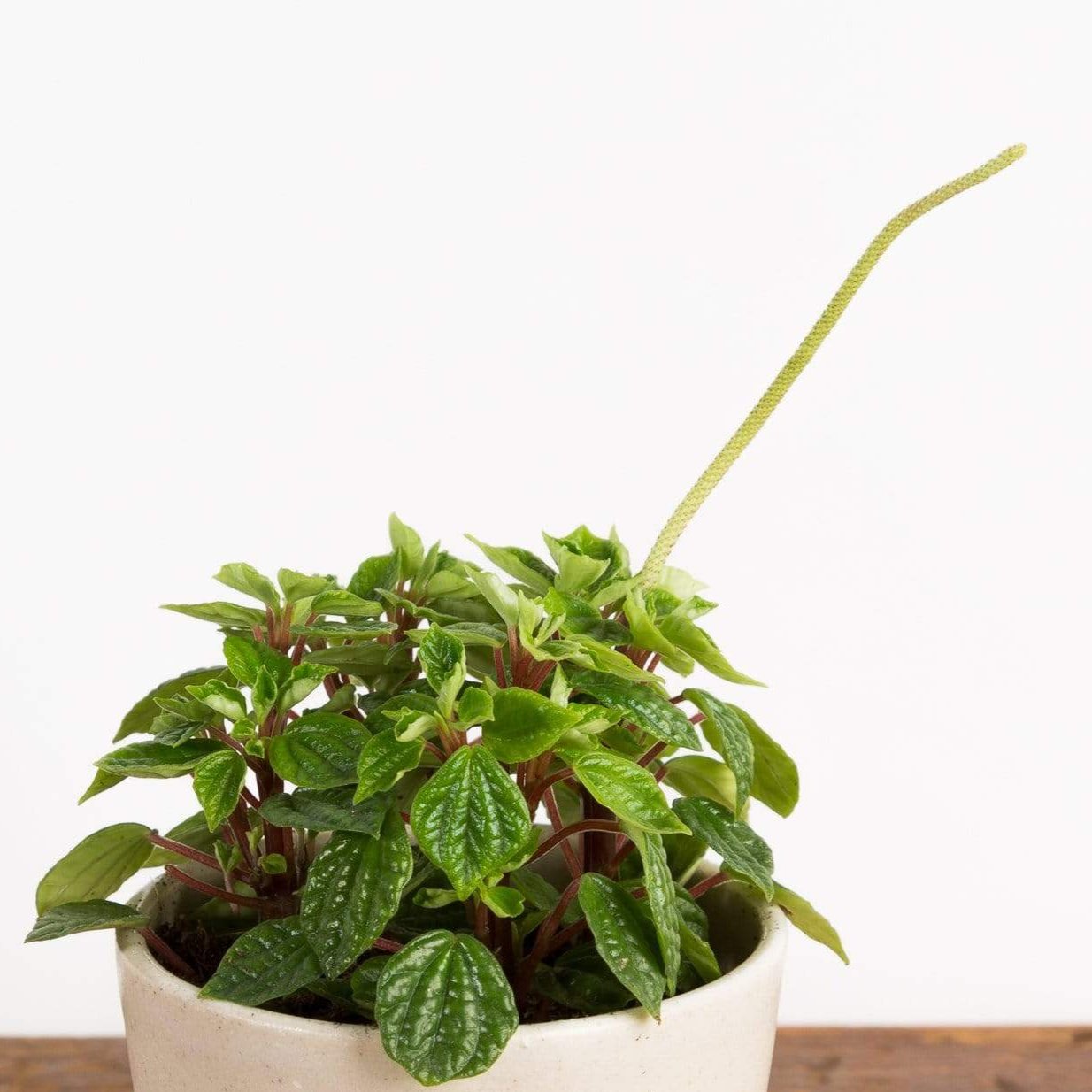 Peperomia 'Little Fantasy' - Urban Sprouts