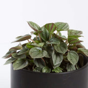 Urban Sprouts Plant 4" in nursery pot Peperomia 'Napoli Nights'